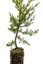 Load image into Gallery viewer, Tecate Cypress | Medium Tree Seedling | The Jonsteen Company