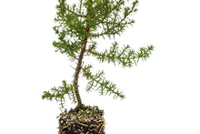 Load image into Gallery viewer, Tecate Cypress | Medium Tree Seedling | The Jonsteen Company