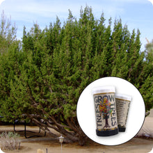 Load image into Gallery viewer, Tecate Cypress | Mini-Grow Kit | The Jonsteen Company