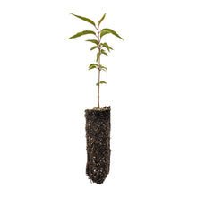 Load image into Gallery viewer, Tibetan Cherry | Medium Tree Seedling | The Jonsteen Company