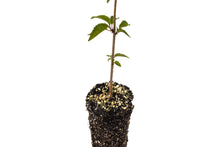 Load image into Gallery viewer, Tibetan Cherry | Medium Tree Seedling | The Jonsteen Company