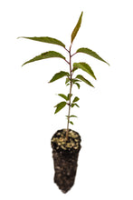 Load image into Gallery viewer, Tibetan Cherry | Medium Tree Seedling | The Jonsteen Company