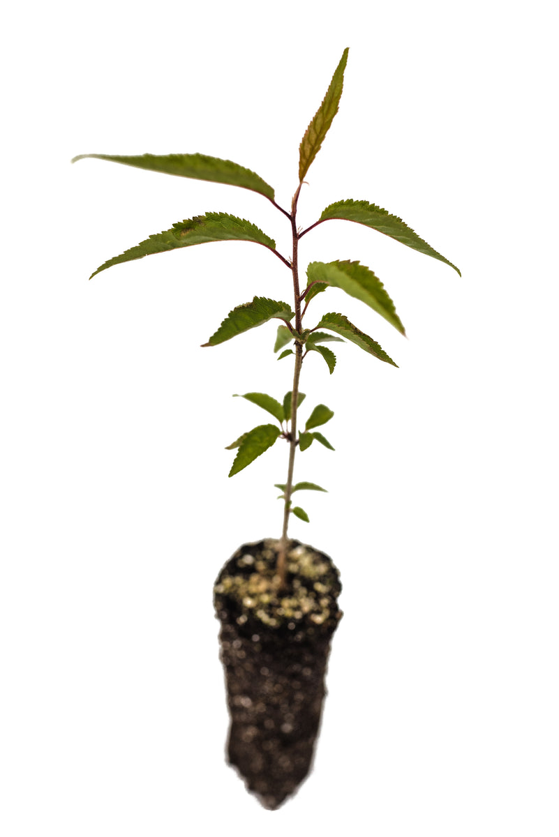 tibetan cherry tree bonsai Tibetan Cherry