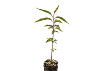 Load image into Gallery viewer, Tibetan Cherry | Medium Tree Seedling | The Jonsteen Company