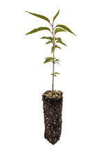 Load image into Gallery viewer, Tibetan Cherry | Medium Tree Seedling | The Jonsteen Company