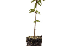 Load image into Gallery viewer, Tibetan Cherry | Medium Tree Seedling | The Jonsteen Company