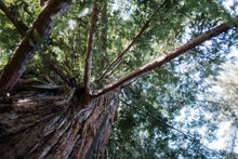 Load image into Gallery viewer, Coast Redwood | Small Tree Seedling | The Jonsteen Company