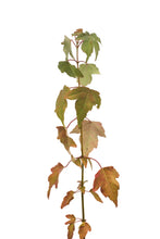 Load image into Gallery viewer, Trident Maple | Small Tree Seedling | The Jonsteen Company