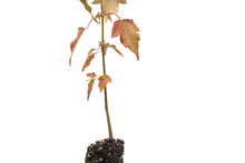 Load image into Gallery viewer, Trident Maple | Small Tree Seedling | The Jonsteen Company