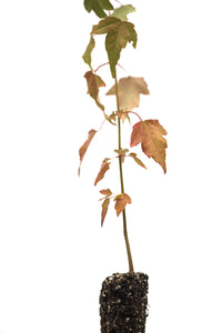 Trident Maple | Small Tree Seedling | The Jonsteen Company
