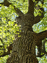 Load image into Gallery viewer, Tulip Poplar | Small Tree Seedling | The Jonsteen Company