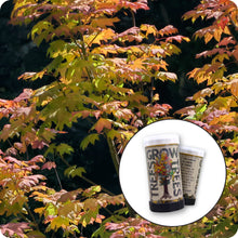 Load image into Gallery viewer, Vine Maple | Mini-Grow Kit | The Jonsteen Compan