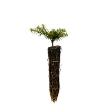 Load image into Gallery viewer, Western Hemlock | Small Tree Seedling | The Jonsteen Company