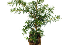 Load image into Gallery viewer, Western Hemlock | Medium Tree Seedling | The Jonsteen Company