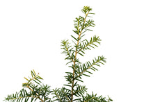 Load image into Gallery viewer, Western Hemlock | Medium Tree Seedling | The Jonsteen Company
