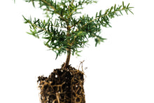 Load image into Gallery viewer, Western Hemlock | Medium Tree Seedling | The Jonsteen Company