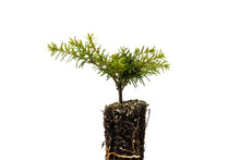 Load image into Gallery viewer, Western Hemlock | Small Tree Seedling | The Jonsteen Company