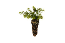 Load image into Gallery viewer, Western Hemlock | Small Tree Seedling | The Jonsteen Company