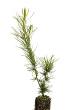 Load image into Gallery viewer, Western Larch | Medium Tree Seedling | The Jonsteen Company