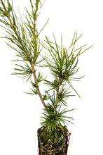 Load image into Gallery viewer, Western Larch | Medium Tree Seedling | The Jonsteen Company