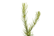 Load image into Gallery viewer, Western Larch | Medium Tree Seedling | The Jonsteen Company