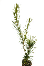 Load image into Gallery viewer, Western Larch | Medium Tree Seedling | The Jonsteen Company