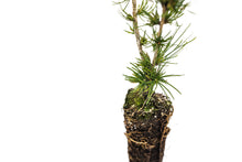 Load image into Gallery viewer, Western Larch | Medium Tree Seedling | The Jonsteen Company