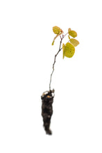 Load image into Gallery viewer, Western Redbud | Small Tree Seedling | The Jonsteen Company