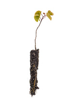 Load image into Gallery viewer, Western Redbud | Small Tree Seedling | The Jonsteen Company