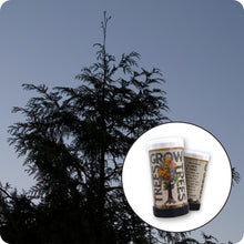 Load image into Gallery viewer, Western Red Cedar | Mini-Grow Kit | The Jonsteen Company
