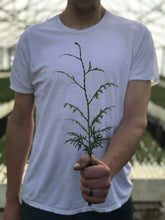 Load image into Gallery viewer, Western Redcedar | Thuja plicata