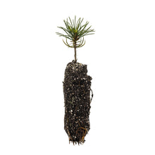 Load image into Gallery viewer, Whitebark Pine | Medium Tree Seedling | The Jonsteen Company