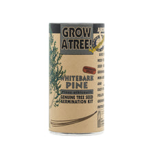 Load image into Gallery viewer, Whitebark Pine | Seed Grow Kit | The Jonsteen Company
