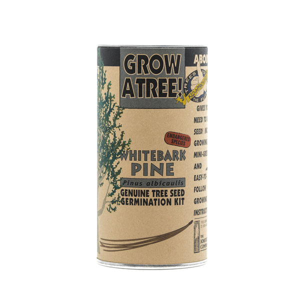 Whitebark Pine | Seed Grow Kit | The Jonsteen Company