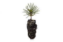 Load image into Gallery viewer, Whitebark Pine | Medium Tree Seedling | The Jonsteen Company