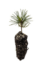 Load image into Gallery viewer, Whitebark Pine | Medium Tree Seedling | The Jonsteen Company