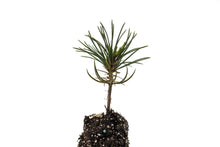 Load image into Gallery viewer, Whitebark Pine | Medium Tree Seedling | The Jonsteen Company