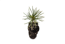 Load image into Gallery viewer, Whitebark Pine | Medium Tree Seedling | The Jonsteen Company