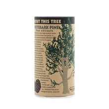 Load image into Gallery viewer, Whitebark Pine | Seed Grow Kit | The Jonsteen Company