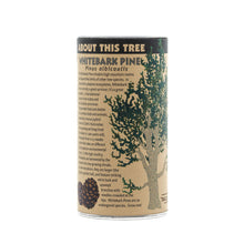 Load image into Gallery viewer, Whitebark Pine | Seed Grow Kit | The Jonsteen Company