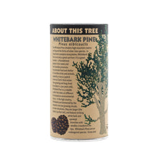 Load image into Gallery viewer, Whitebark Pine | Seed Grow Kit | The Jonsteen Company