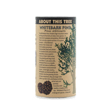 Load image into Gallery viewer, Whitebark Pine | Seed Grow Kit | The Jonsteen Company