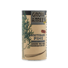 Load image into Gallery viewer, Whitebark Pine | Seed Grow Kit | The Jonsteen Company