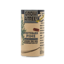 Load image into Gallery viewer, Whitebark Pine | Seed Grow Kit | The Jonsteen Company