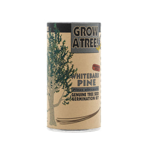 Whitebark Pine | Seed Grow Kit