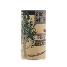 Load image into Gallery viewer, Whitebark Pine | Seed Grow Kit | The Jonsteen Company