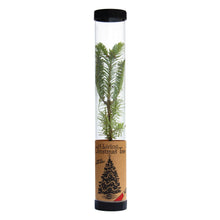 Load image into Gallery viewer, Living Christmas Tree | Balsam Fir | The Jonsteen Company