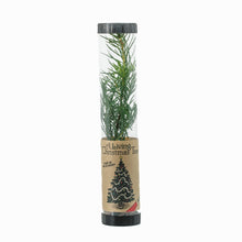 Load image into Gallery viewer, Living Christmas Tree | Douglas-Fir | The Jonsteen Company