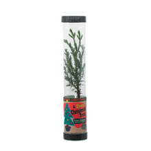 Load image into Gallery viewer, The Nation's Christmas Tree | Giant Sequoia | The Jonsteen Company