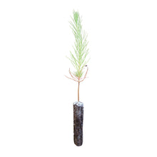 Load image into Gallery viewer, Yellow Mountain Pine | Small Tree Seedling | The Jonsteen Company